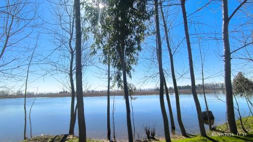 عکس تالاب نیلوفر آبی بابلسر