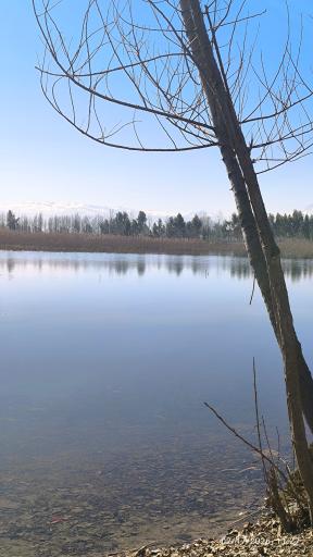 عکس تالاب نیلوفر آبی بابلسر