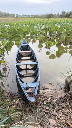 عکس تالاب نیلوفر آبی بابلسر