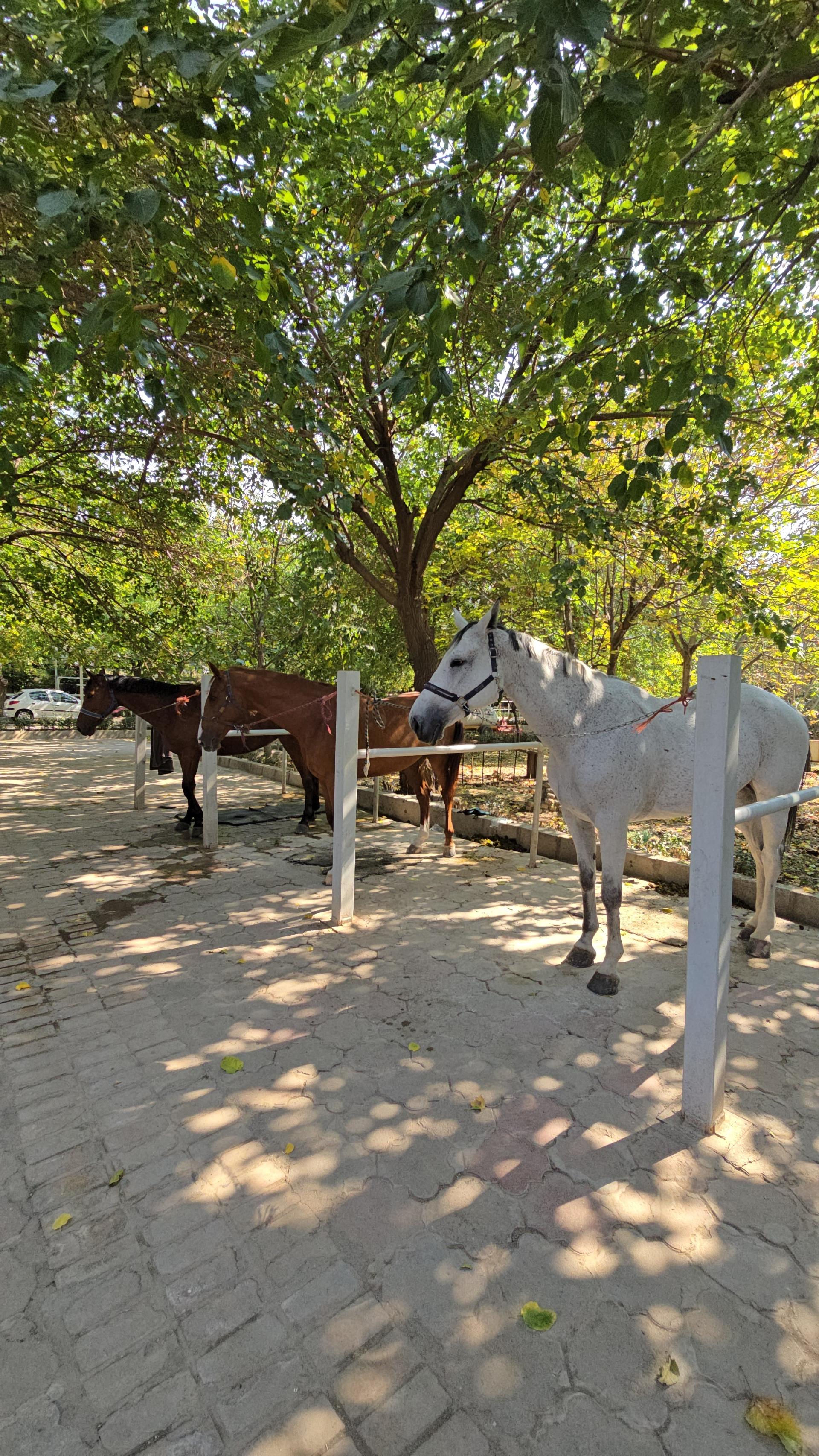 عکس باشگاه سوارکاری آرش رحمتی