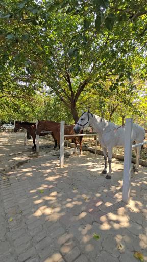 عکس باشگاه سوارکاری آرش رحمتی