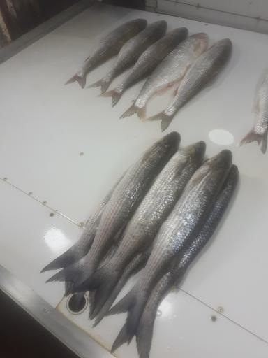 عکس ماهی سرای محسن