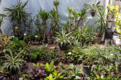 عکس گلخانه ناربُن