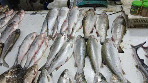 ماهی سرای محسن