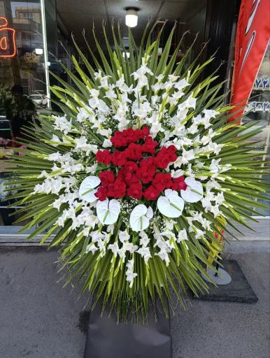 عکس پخش گل قصرگل