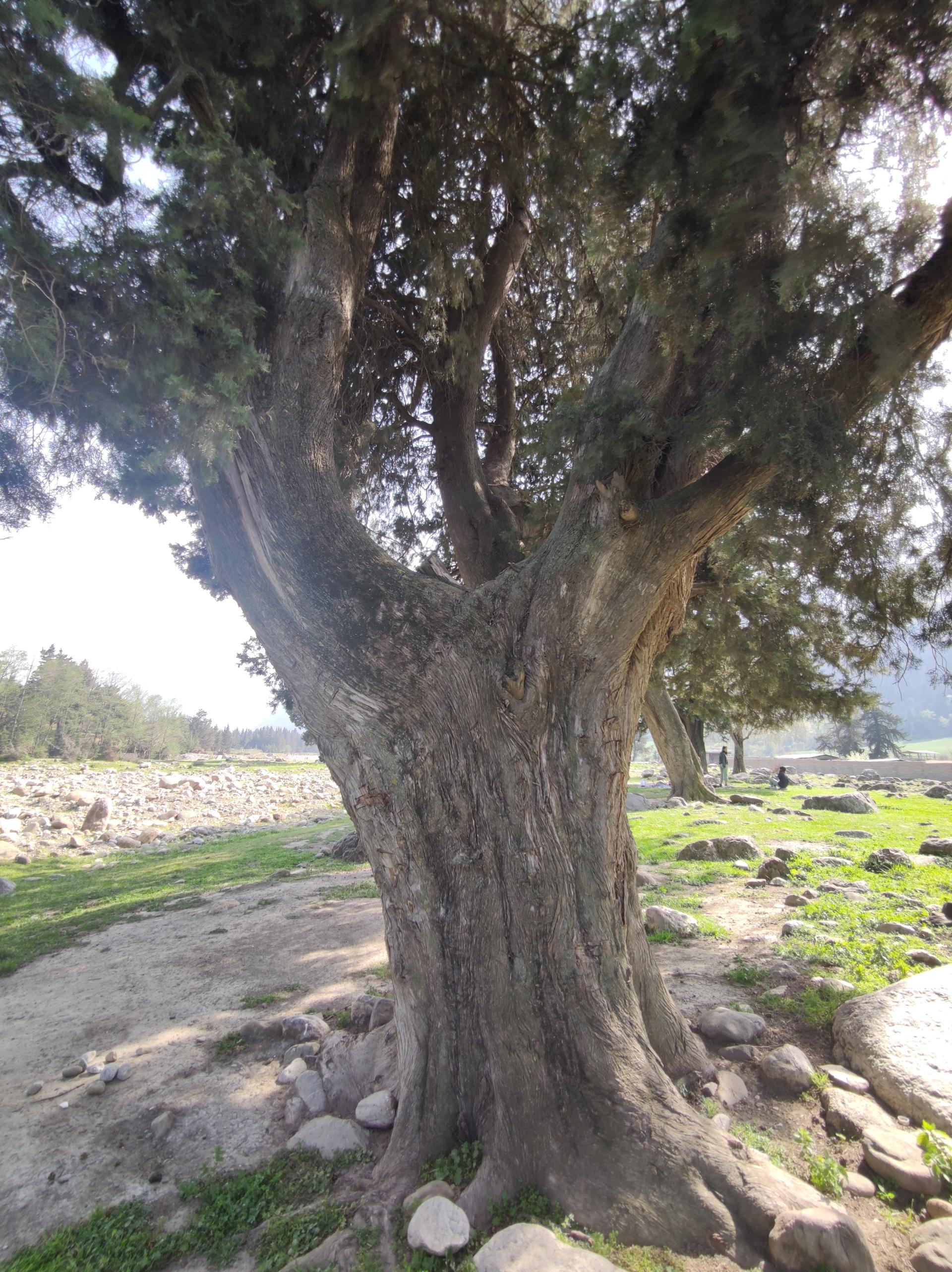 عکس سرو زربین کهنسال