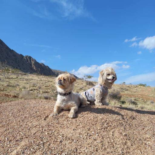 عکس کوه دراک