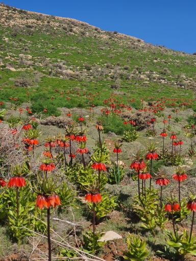 عکس کوه دراک