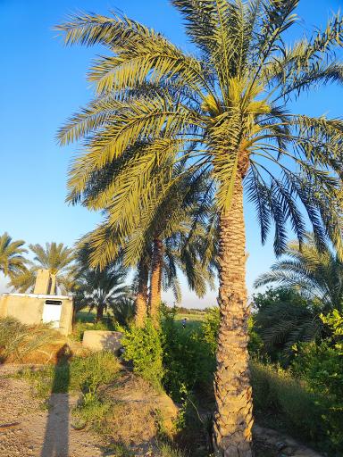 عکس بویری