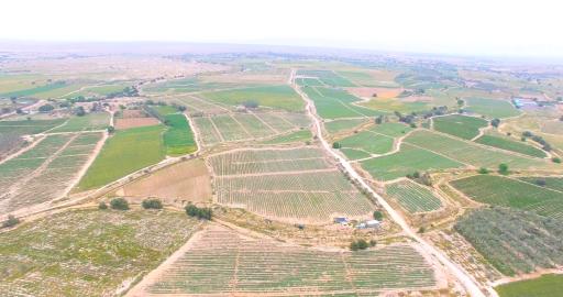 عکس بویری