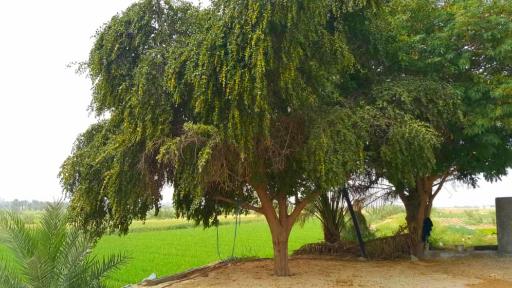 عکس بویری