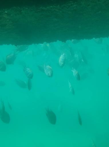 عکس کشتی تفریحی آکواریوم تینا