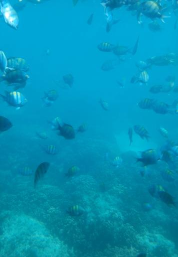 عکس کشتی تفریحی آکواریوم تینا