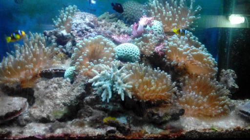 عکس پرورش ماهی زینتی بارناکل