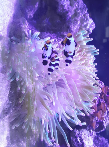 عکس پرورش ماهی زینتی بارناکل