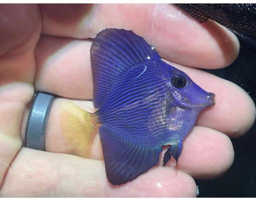 عکس پرورش ماهی زینتی بارناکل