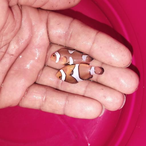 عکس پرورش ماهی زینتی بارناکل