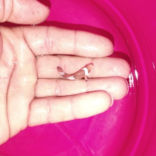 عکس پرورش ماهی زینتی بارناکل