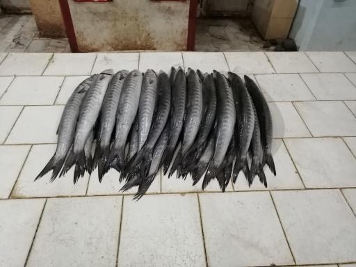 عکس ماهی فروشی (نور دریا)