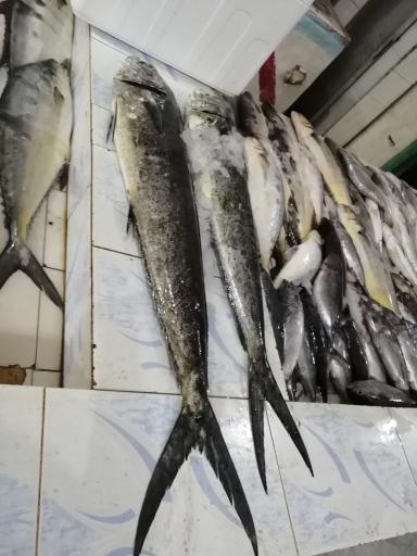 عکس ماهی فروشی (نور دریا)