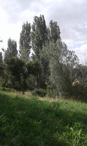 عکس سعید آباد