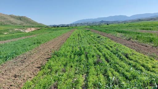 عکس شرکت دانش‌بنیان بذر پژوه امنیت