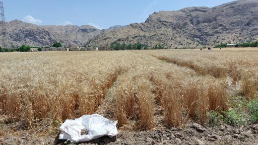 عکس شرکت دانش‌بنیان بذر پژوه امنیت