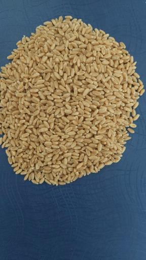 عکس شرکت دانش‌بنیان بذر پژوه امنیت