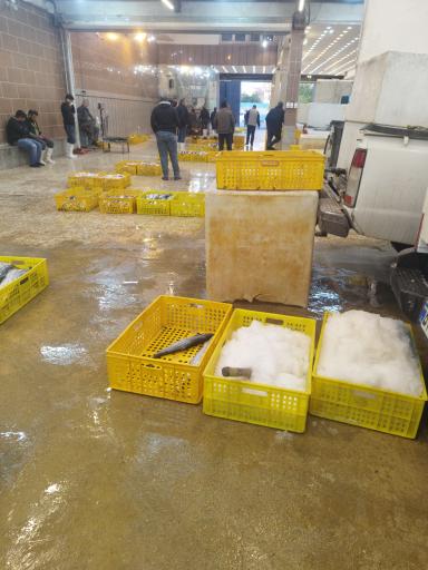 عکس ماهی و میگو امپراتور 