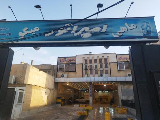 عکس ماهی و میگو امپراتور 