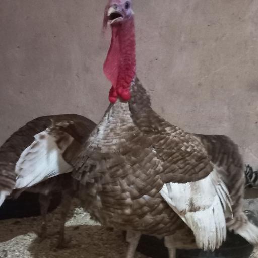 عکس مزرعه بوقلمون خراسان 