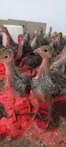 عکس مزرعه بوقلمون خراسان 