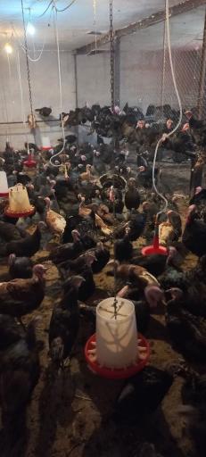 عکس مزرعه بوقلمون خراسان 