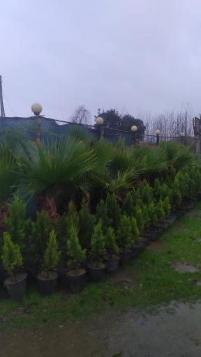 عکس گلخانه لوتوس