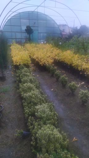 عکس گلخانه لوتوس
