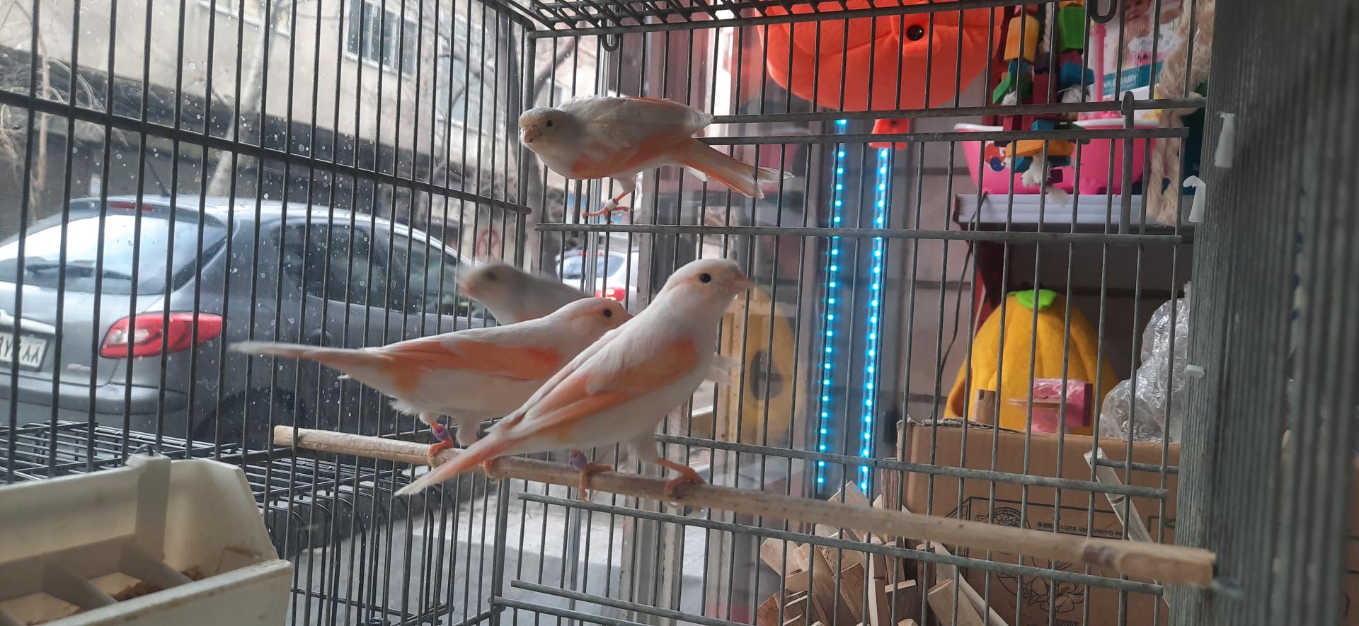 عکس دهکده قناری نارمک