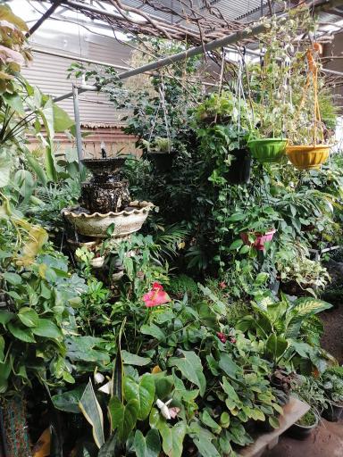 عکس گلخانه هیوا 