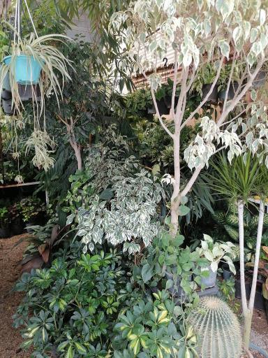 عکس گلخانه هیوا 