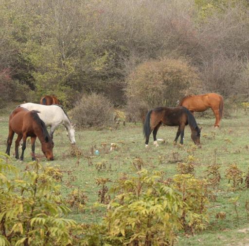 عکس دشت دوم الیمستان