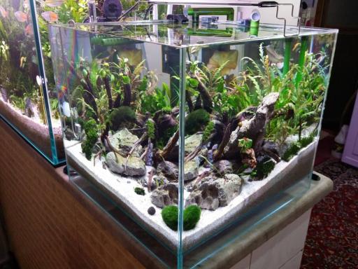 عکس تهران شریمپ