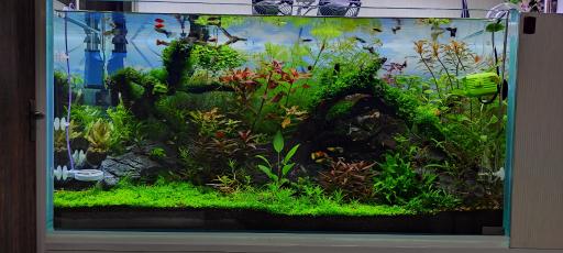 عکس تهران شریمپ