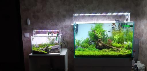 عکس تهران شریمپ