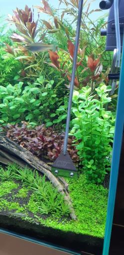 عکس تهران شریمپ