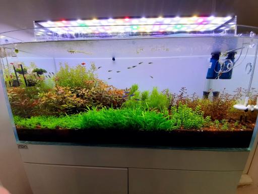 عکس تهران شریمپ