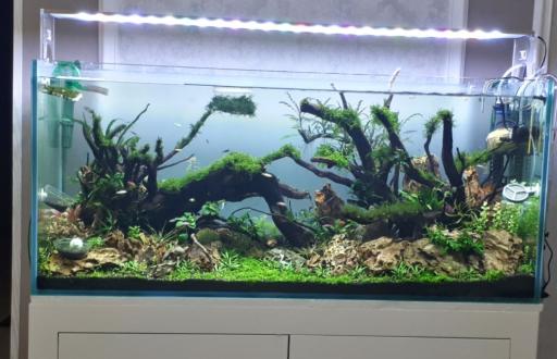 عکس تهران شریمپ