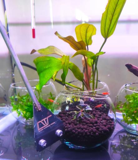 عکس تهران شریمپ