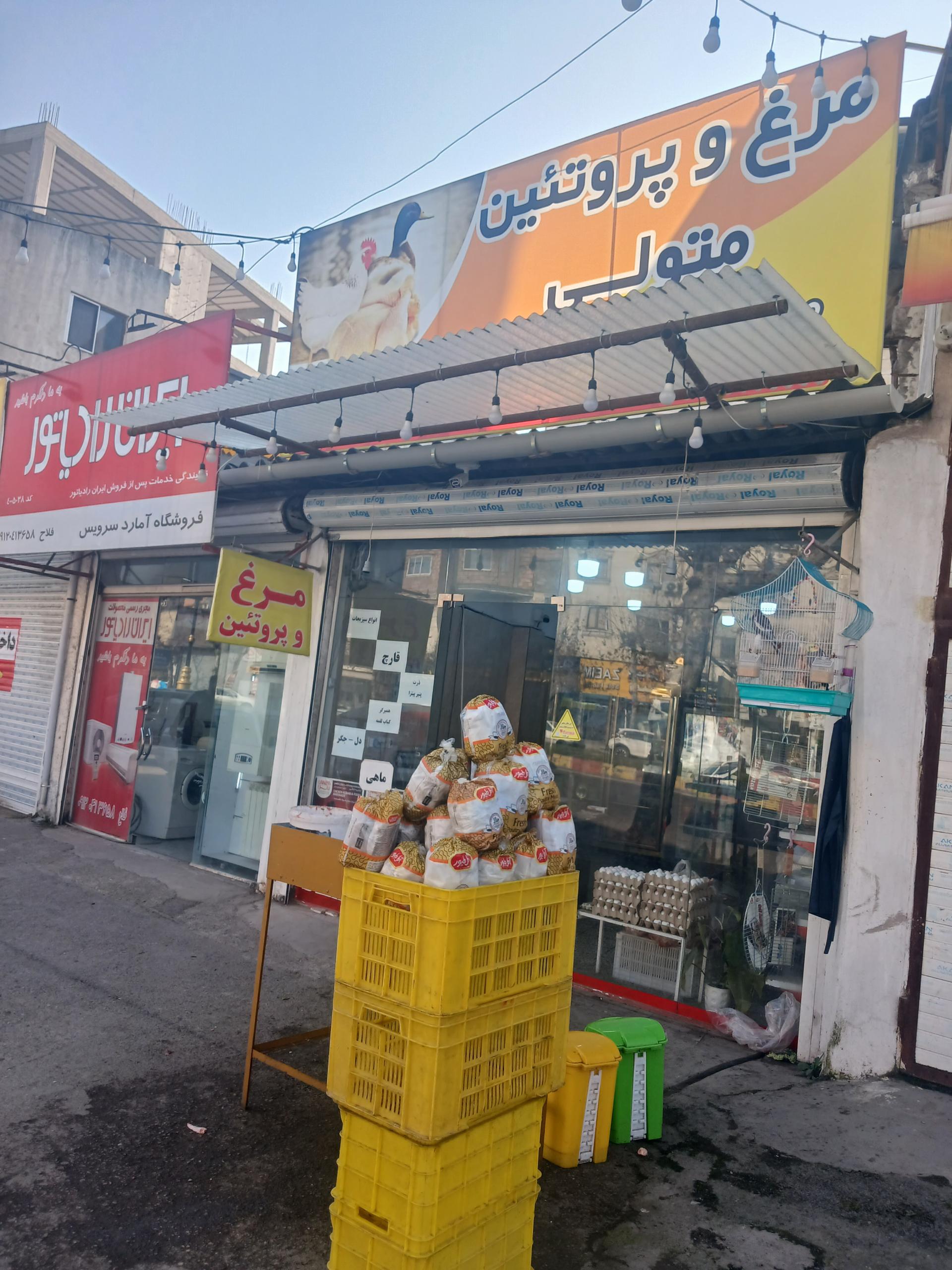 عکس مرغ و پروتئین  متولی 