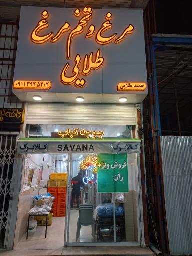 عکس مرغ ساوانا