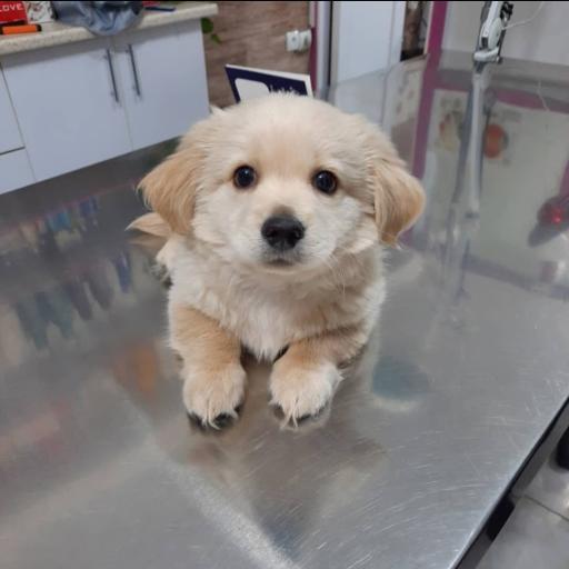 عکس پت شاپ و کیلینیک دامپزشکی اندیشه