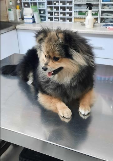 عکس پت شاپ و کیلینیک دامپزشکی اندیشه